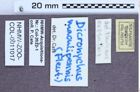 Etiketten zu Dicronychus maculipennis (NHMW-ZOO-COL-0011017)